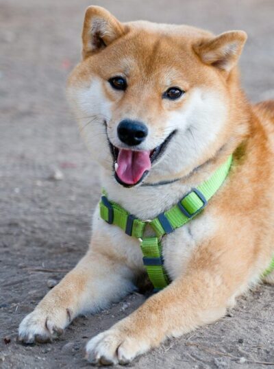 緑色の首輪を着けて口を開ける柴犬
