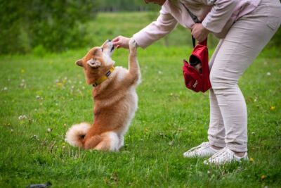 屋外で犬に手を差し出す人