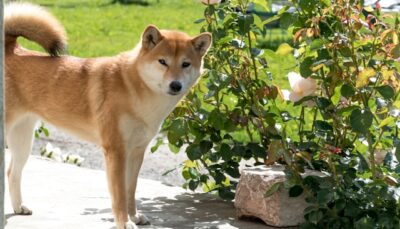 緑の植物のそばに立つ柴犬
