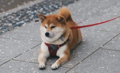 雪の上を歩く赤いリードをつけた柴犬