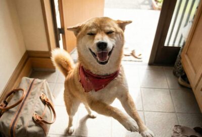 口を開けてこちらを見る柴犬
