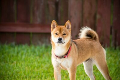 芝生の上でこちらを見る柴犬